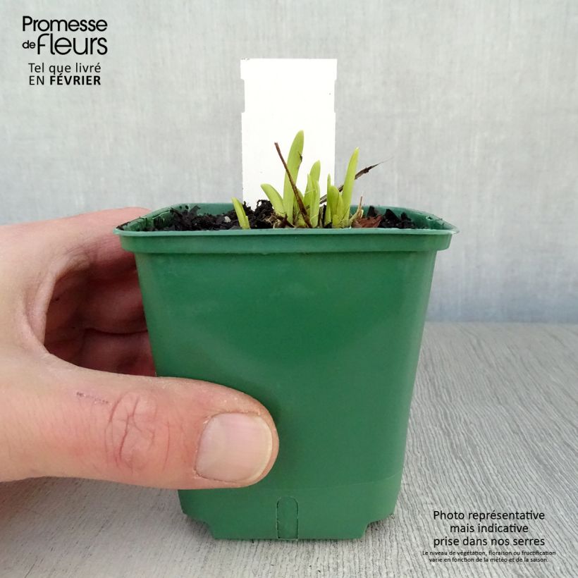 Amostra de Hemerocalle Mini Stella - Lis d'un jour jaune vif Vaso de 8/9 cm tal como entregue no inverno