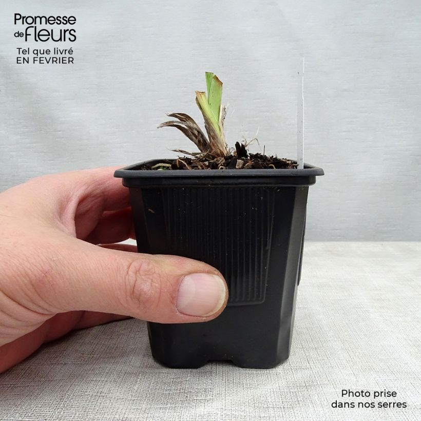 Amostra de Hémérocalle Moonlight Masquerade - Lis d'un jour crème et pourpre Godet de 8/9 cm tal como entregue no inverno