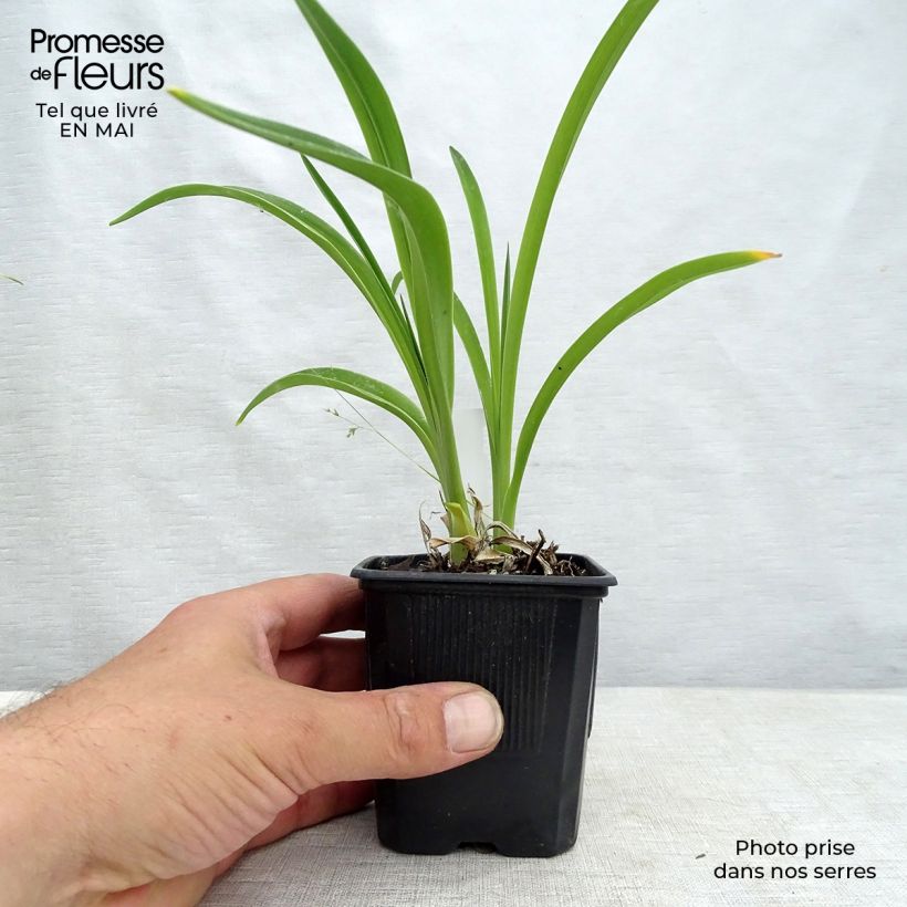 Amostra de Hemerocallis Moonlight Masquerade Vaso de 8/9 cm tal como entregue na primavera