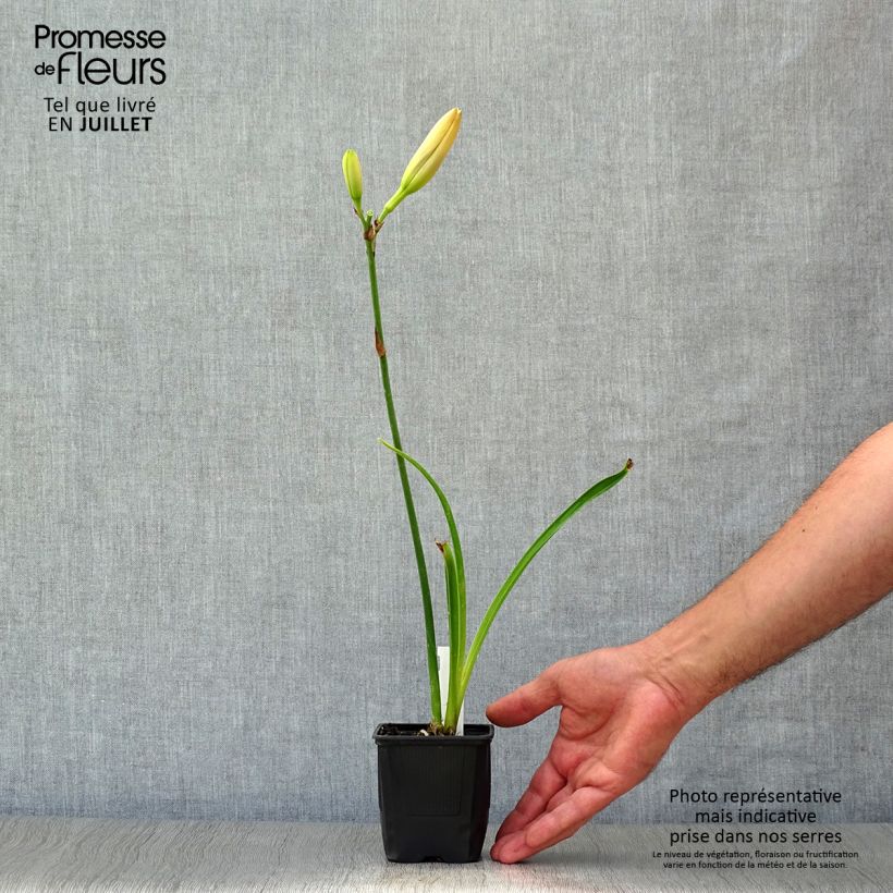 Amostra de Hemerocallis Moonlight Masquerade Vaso de 8/9 cm tal como entregue no verão
