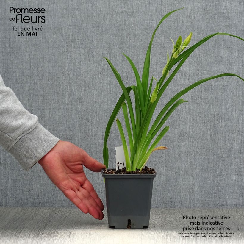 Amostra de Hemerocallis Nagasaki Vaso de 1 L/1,5 L tal como entregue na primavera