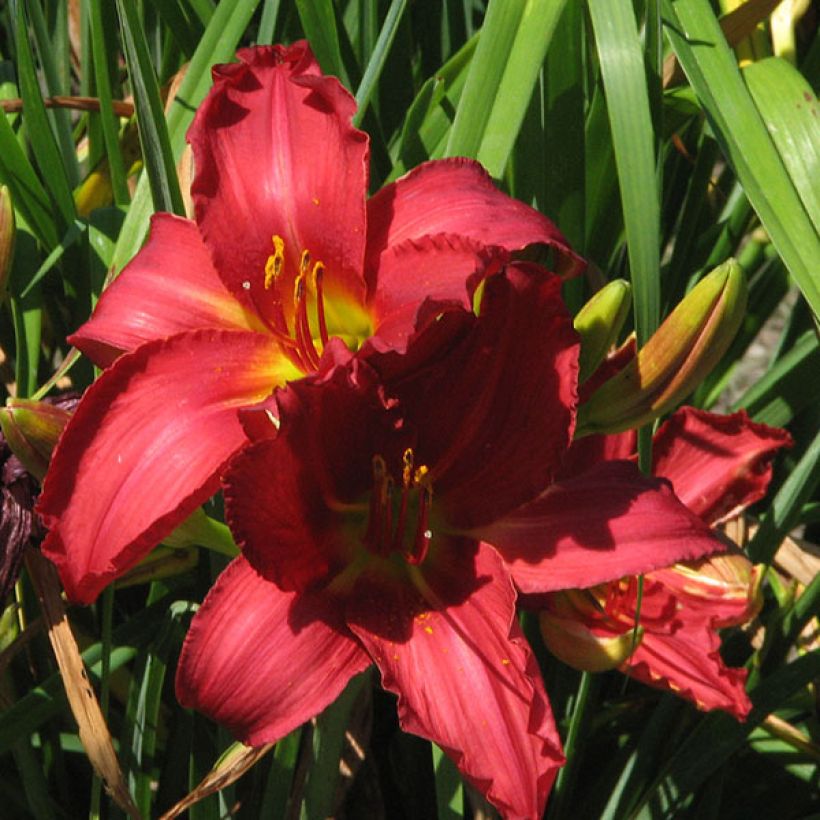 Hemerocallis New Note (Floração)