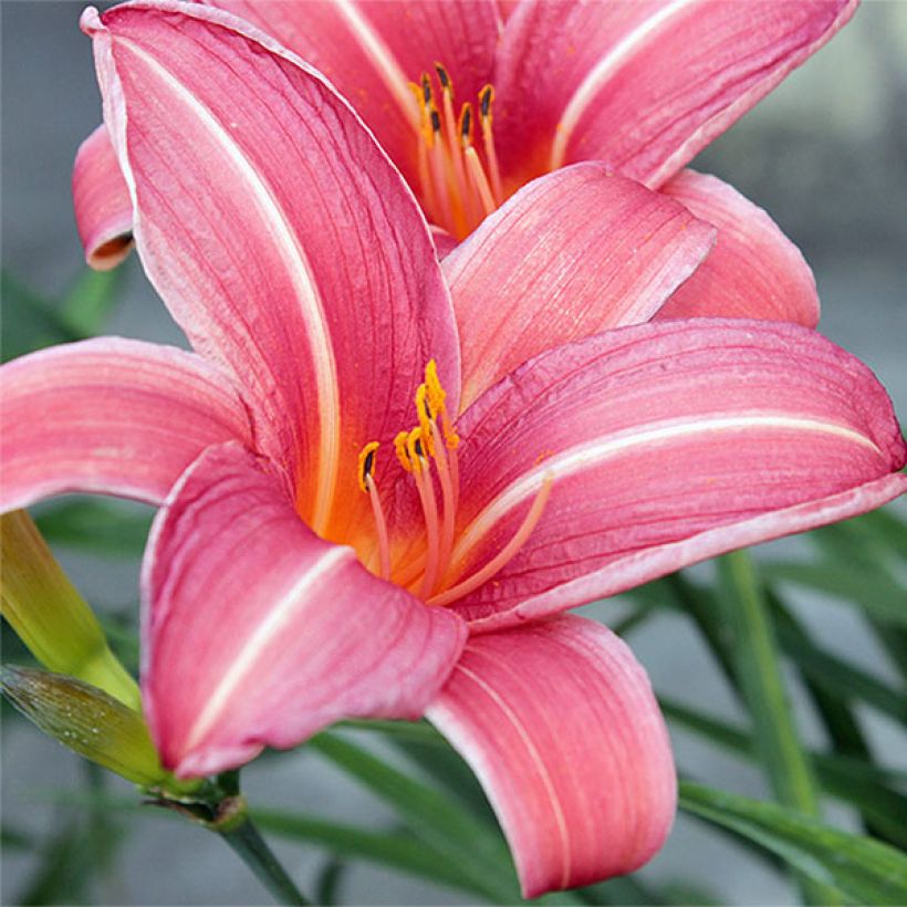 Hemerocallis Neyron Rose (Floração)