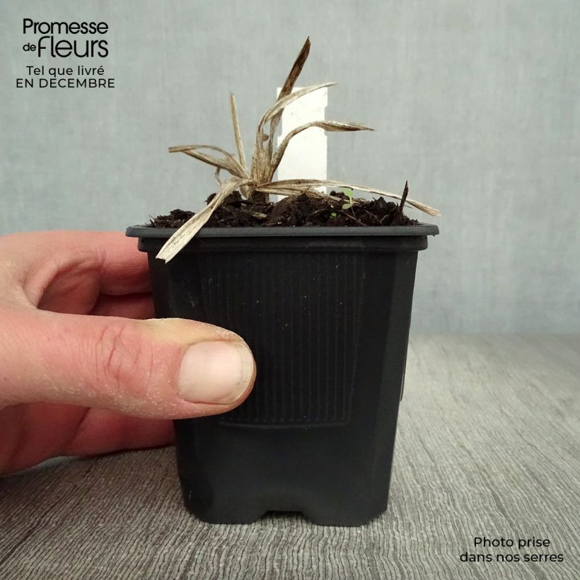 Amostra de Hémérocalle Neyron Rose - Lis d'un jour rose framboise vif à médiane blanche. Vaso de 8/9 cm tal como entregue no inverno