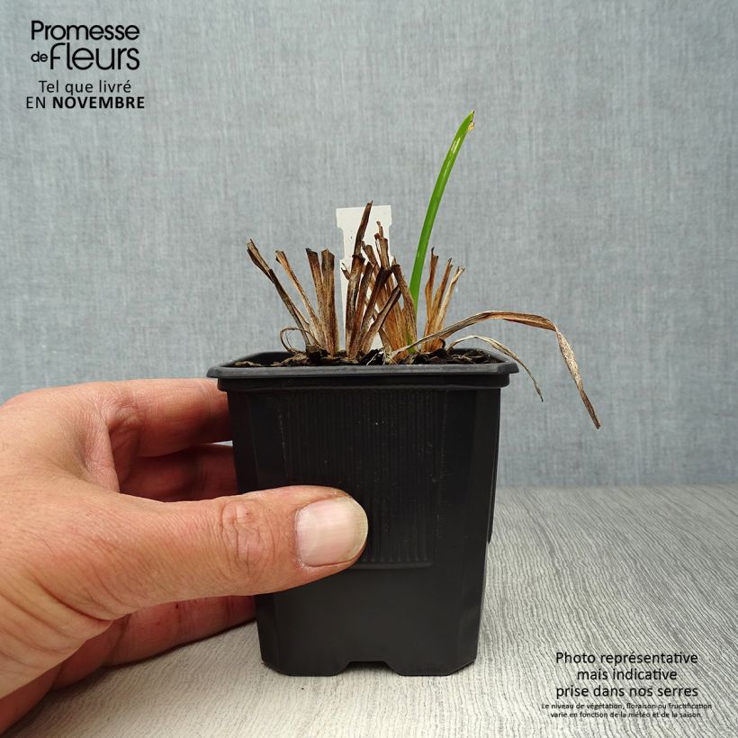 Amostra de Hemerocallis Neyron Rose Vaso de 8/9 cm tal como entregue no outono