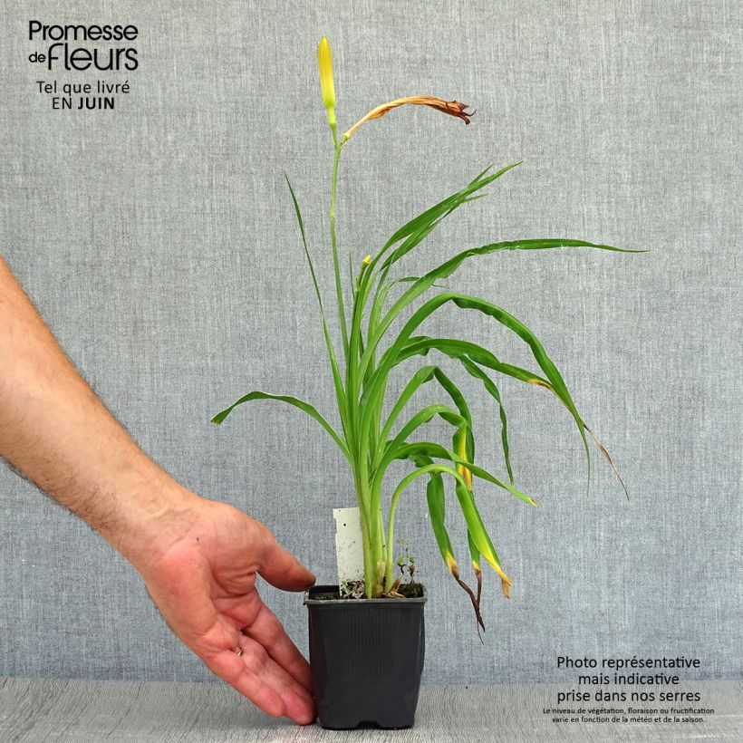 Amostra de Hemerocallis Neyron Rose Vaso de 8/9 cm tal como entregue no verão