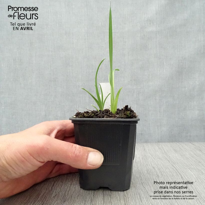 Amostra de Hemerocallis Neyron Rose Vaso de 8/9 cm tal como entregue na primavera