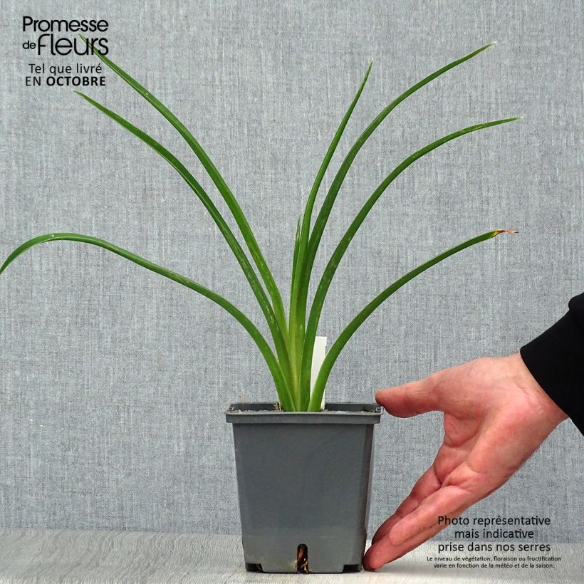 Amostra de Hemerocallis Night Embers Vaso de 1 L/1,5 L tal como entregue no outono