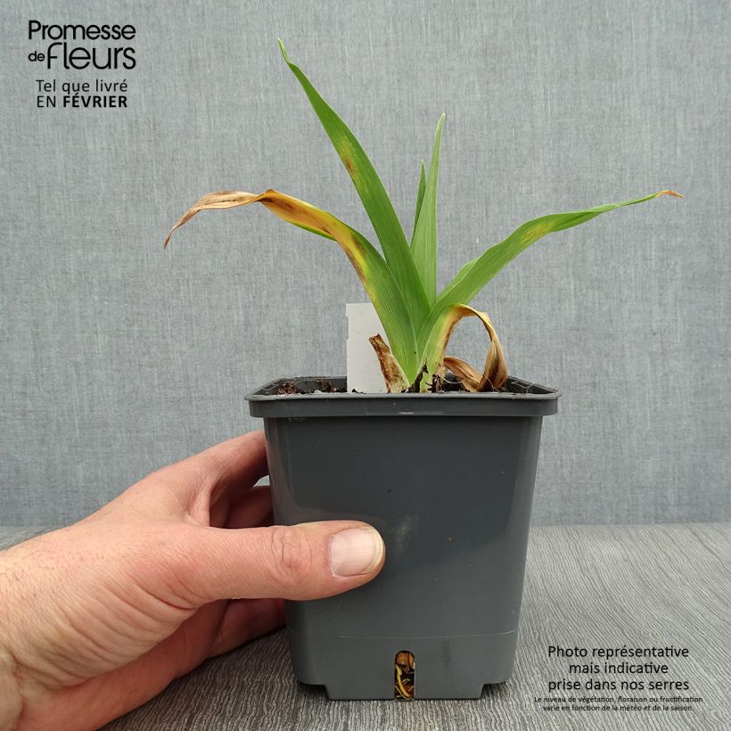 Amostra de Hemerocallis Night Embers Vaso de 1 L/1,5 L tal como entregue no inverno