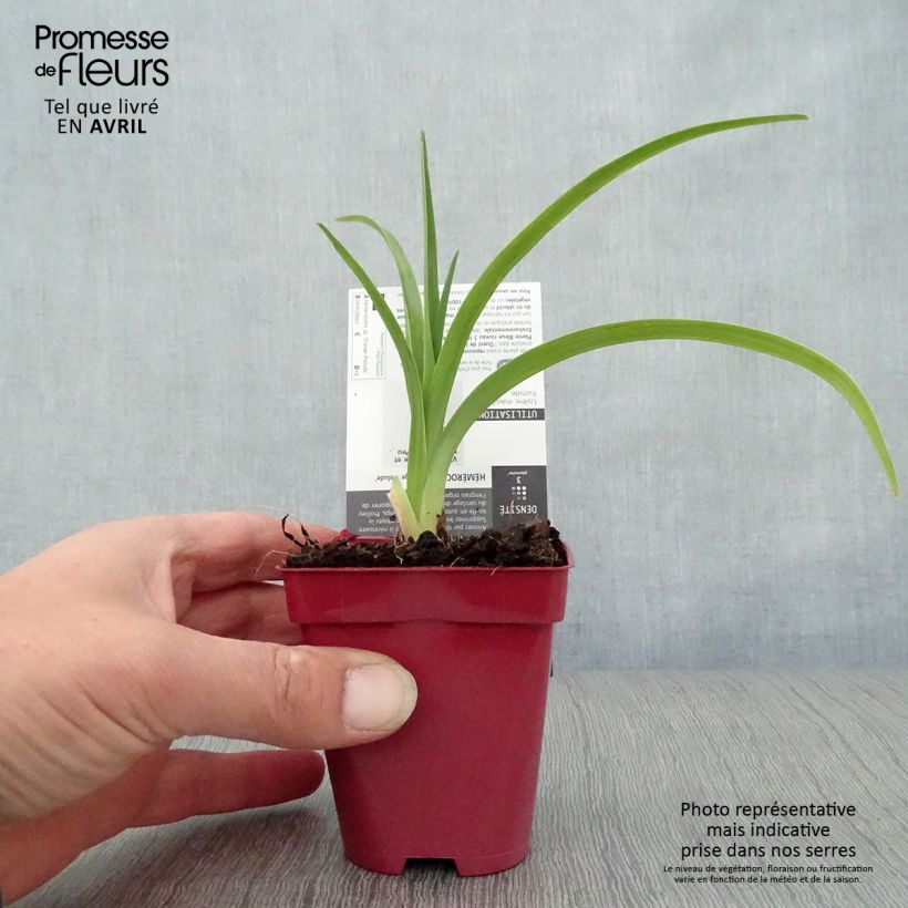 Amostra de Hemerocallis Orange Prelude Vaso de 8/9 cm tal como entregue na primavera