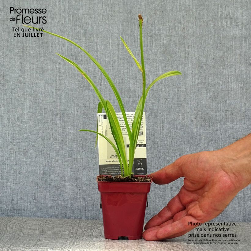 Amostra de Hemerocallis Orange Prelude Vaso de 8/9 cm tal como entregue no verão
