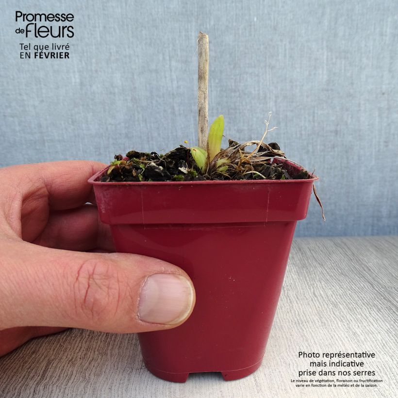 Amostra de Hémérocalle Orange Prelude - Lis d'un jour orange vif Vaso de 8/9 cm tal como entregue no inverno