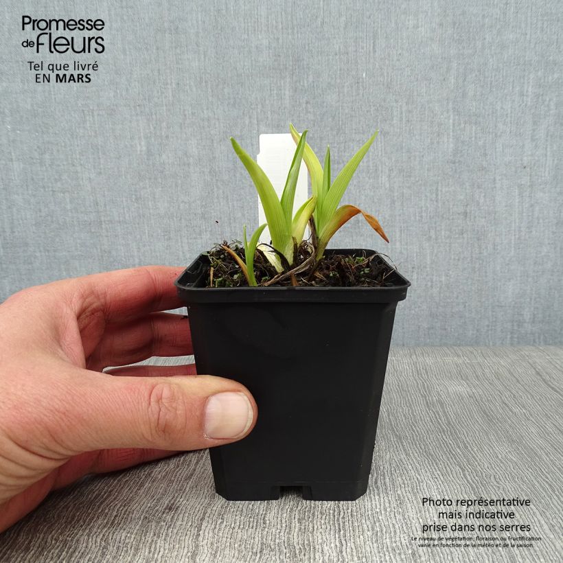 Amostra de Hemerocallis Pandora's Box Vaso de 8/9 cm tal como entregue no inverno