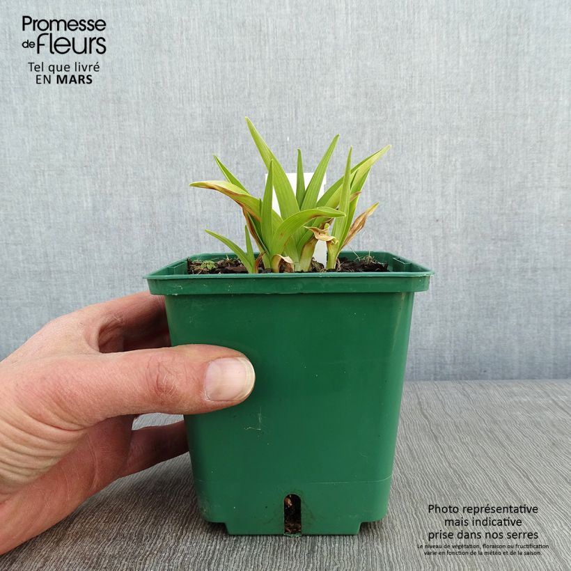 Amostra de Hemerocallis Pandora's Box Vaso de 1 L/1,5 L tal como entregue no inverno