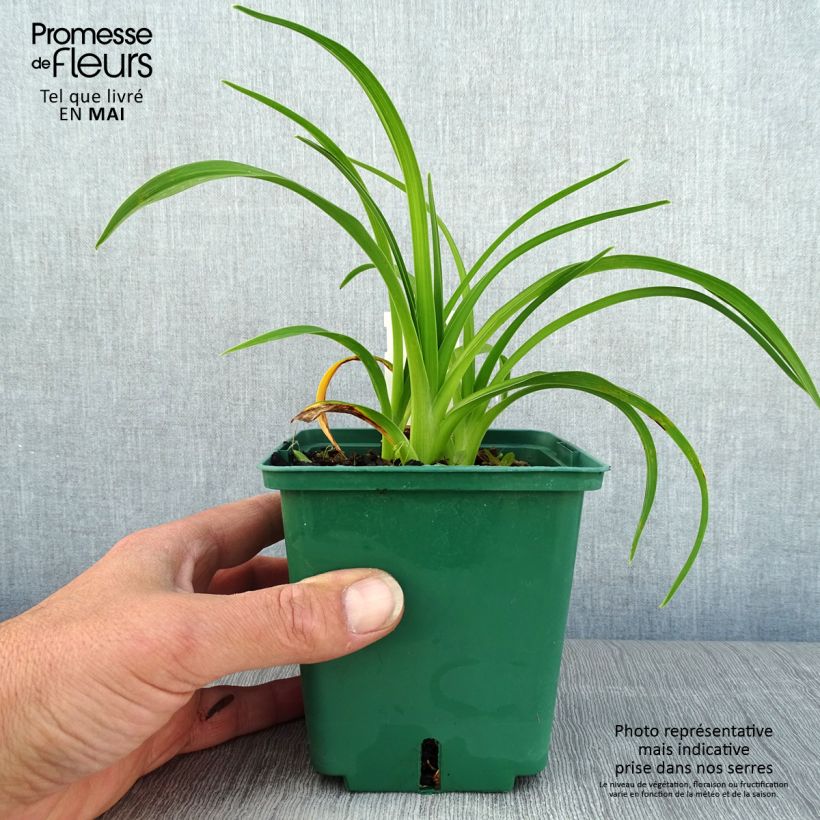 Amostra de Hemerocallis Pandora's Box Vaso de 1 L/1,5 L tal como entregue na primavera