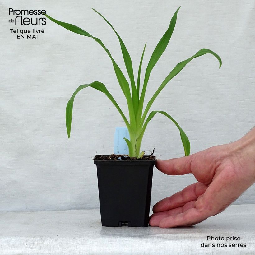 Amostra de Hemerocallis Pardon Me Vaso de 8/9 cm tal como entregue na primavera