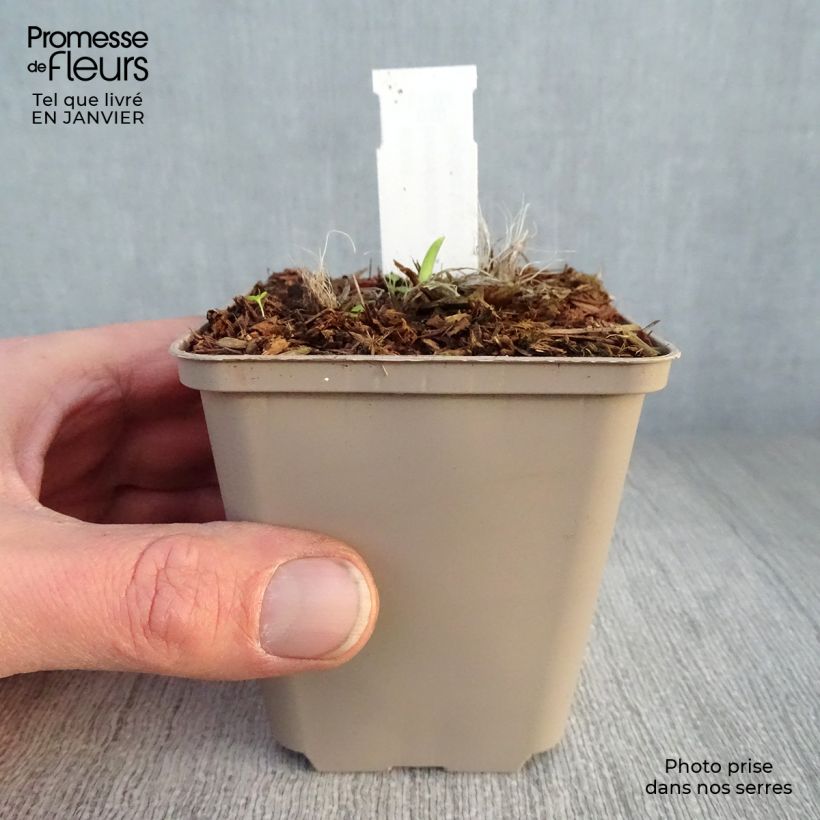 Amostra de Hémérocalle Pardon Me - Lis d'un jour rouge sombre. Vaso de 8/9 cm tal como entregue no inverno