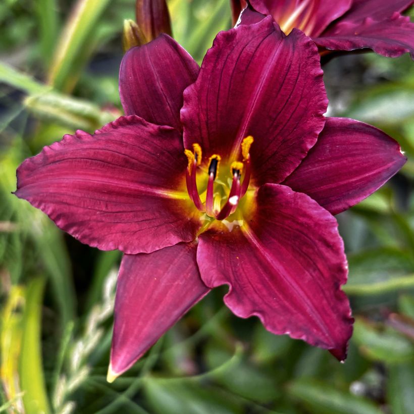 Hemerocallis Pardon Me (Floração)