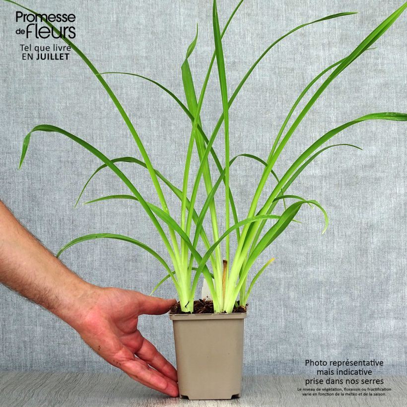 Amostra de Hemerocallis Pardon Me Vaso de 8/9 cm tal como entregue no verão