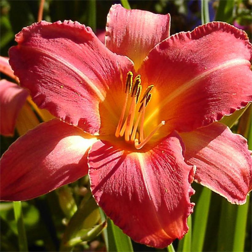 Hemerocallis Persian Market (Floração)