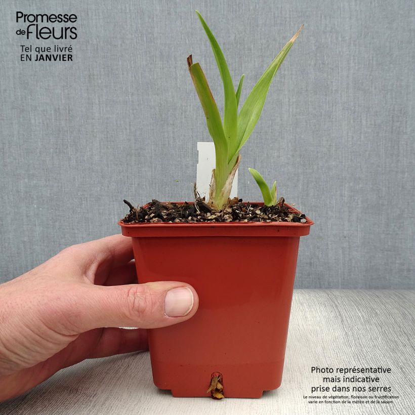 Amostra de Hemerocallis Piano Man Vaso de 1 L/1,5 L tal como entregue no inverno
