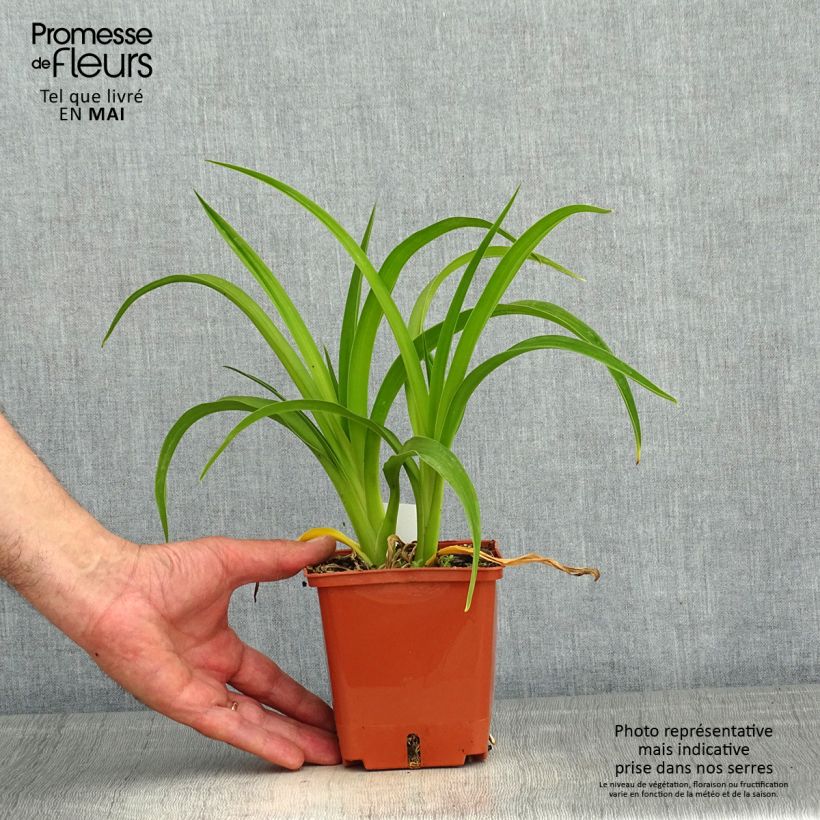 Amostra de Hemerocallis Piano Man Vaso de 1 L/1,5 L tal como entregue na primavera
