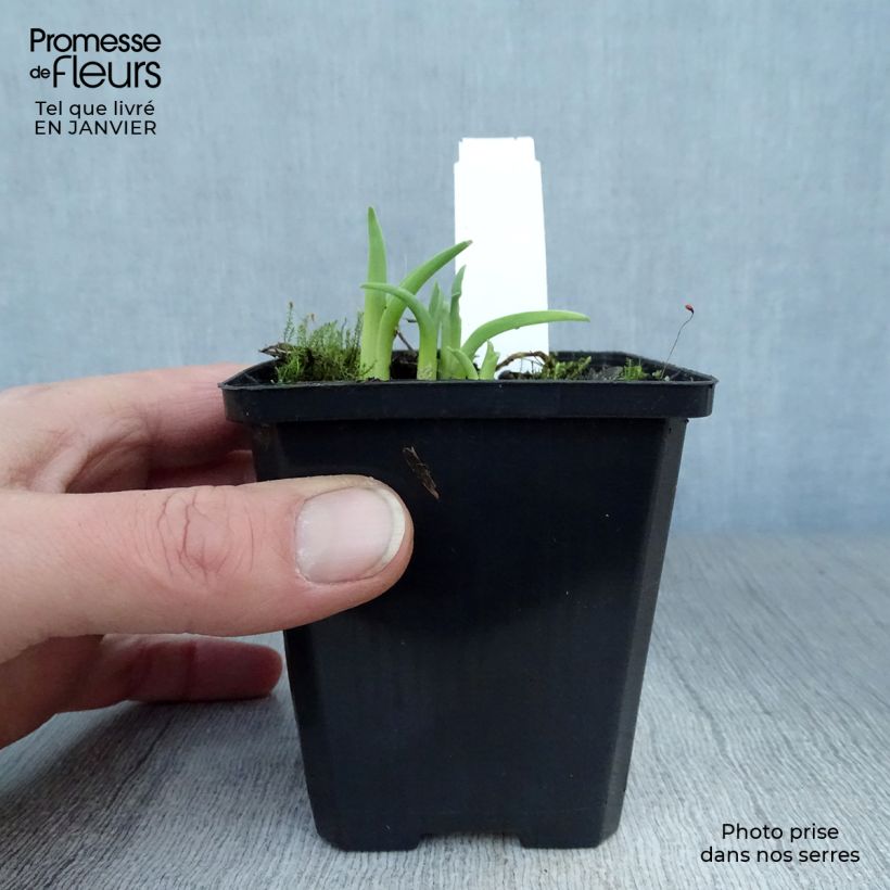 Amostra de Hemerocallis Pink Damask Vaso de 8/9 cm tal como entregue no inverno