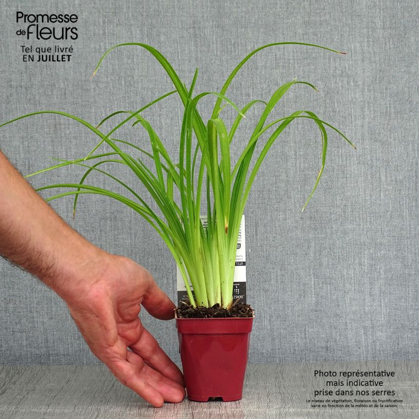 Amostra de Hemerocallis Pink Damask Vaso de 8/9 cm tal como entregue no verão