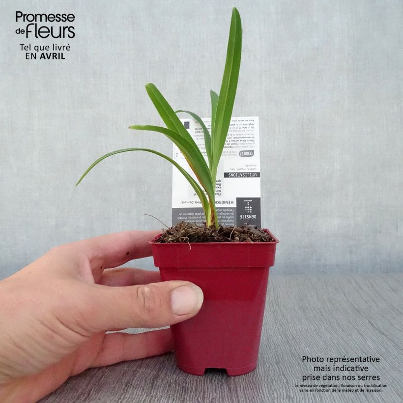 Amostra de Hemerocallis Pink Damask Vaso de 8/9 cm tal como entregue na primavera