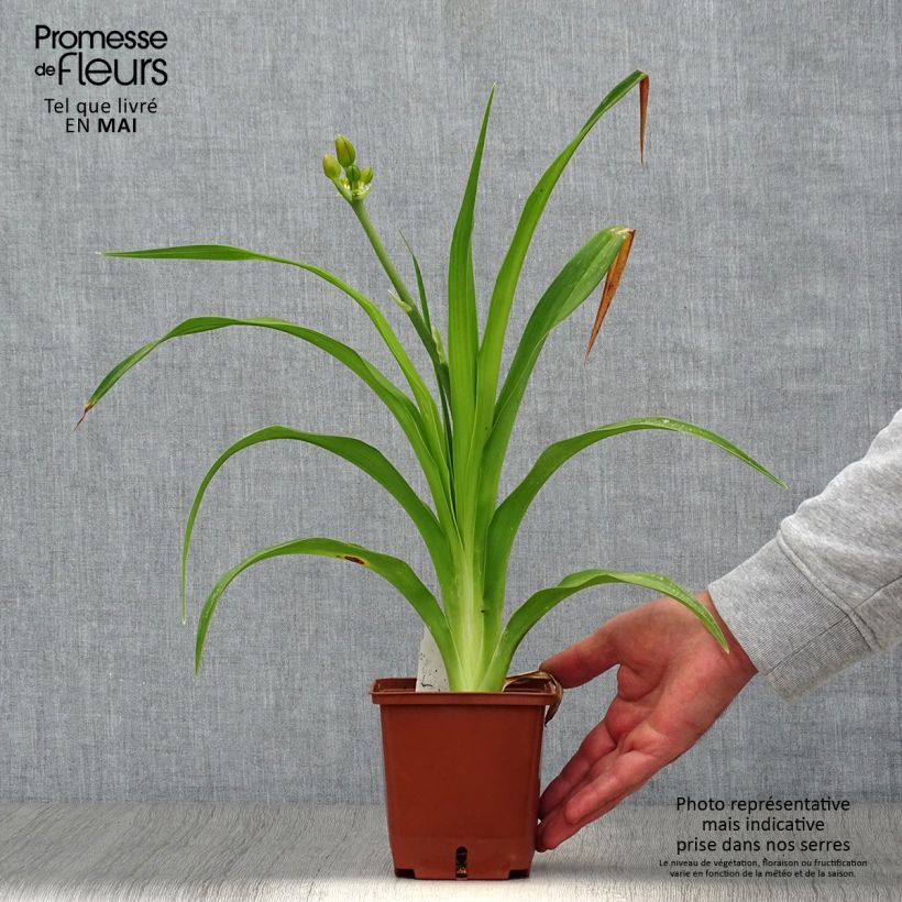 Amostra de Hemerocallis Poogie Vaso de 1 L/1,5 L tal como entregue na primavera