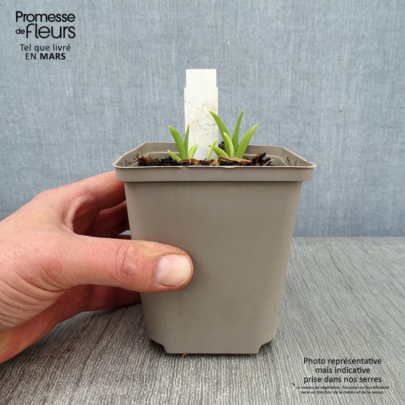 Amostra de Hémérocalle Prairie Blue Eyes - Lis d'un jour rose lavande à oeil mauve-bleuté. Vaso de 1 L/1,5 L tal como entregue no inverno