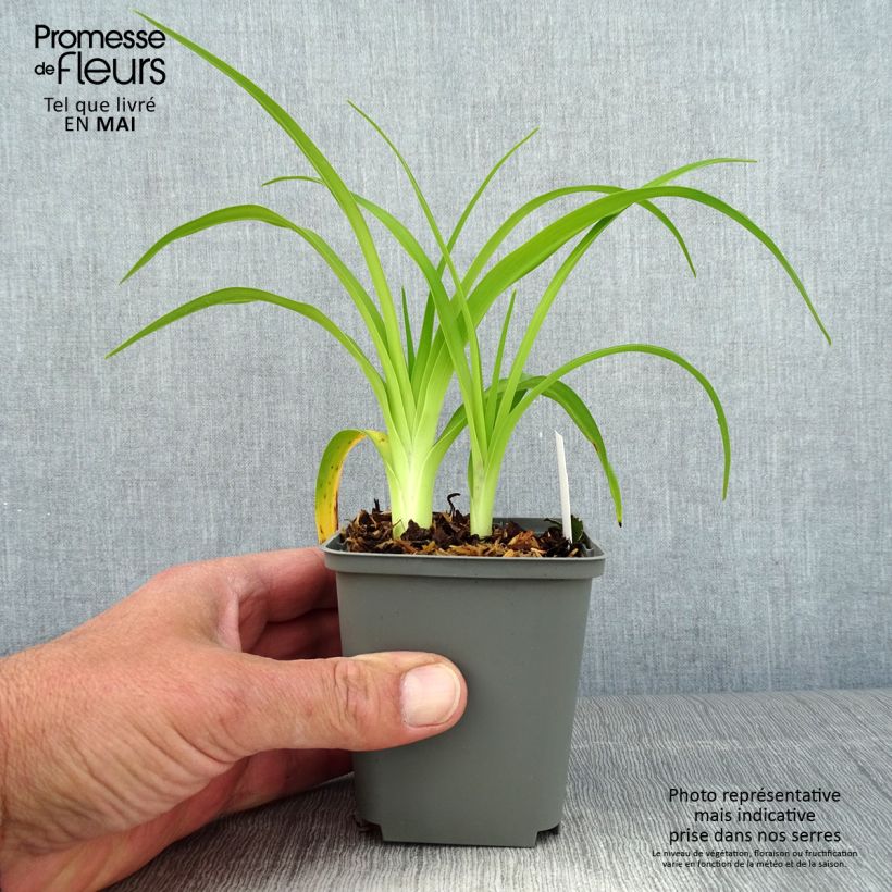 Amostra de Hemerocallis Prairie Blue Eyes Vaso de 1 L/1,5 L tal como entregue na primavera