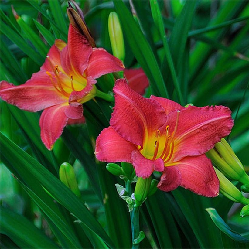 Hemerocallis Red Rum (Floração)