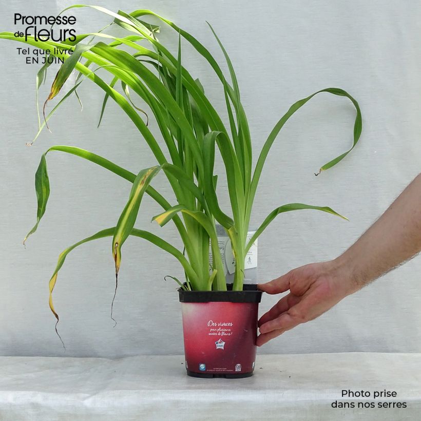 Amostra de Hemerocallis Red Rum Vaso de 2 L/3 L tal como entregue no verão