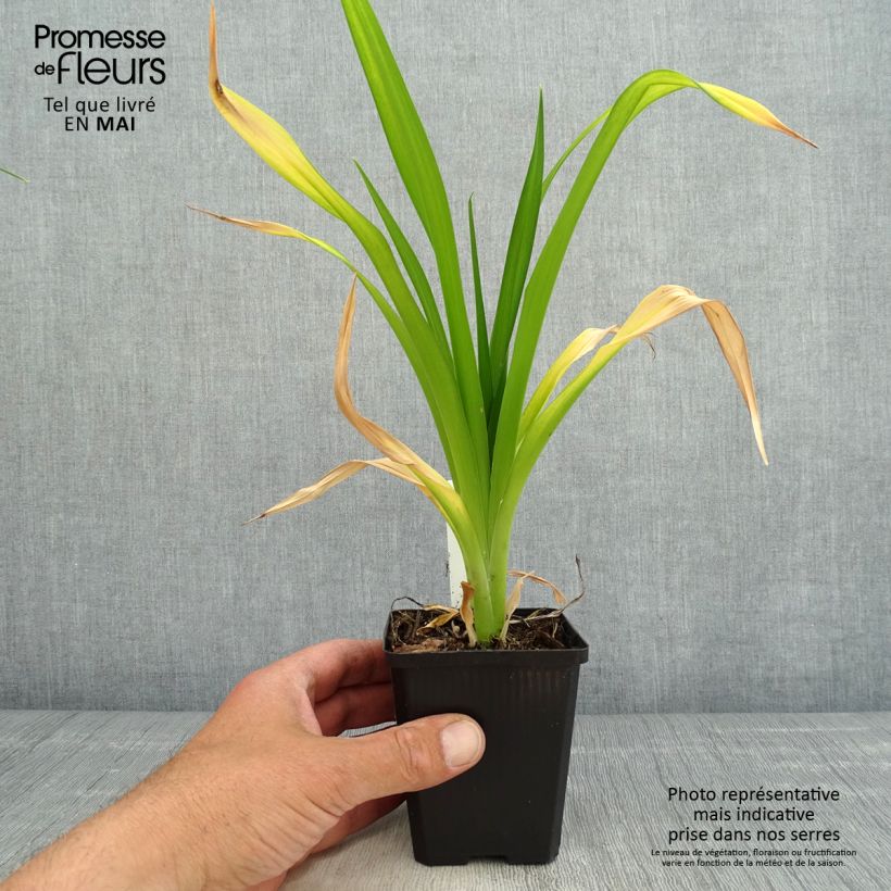 Amostra de Hemerocallis Red Rum Vaso de 8/9 cm tal como entregue na primavera