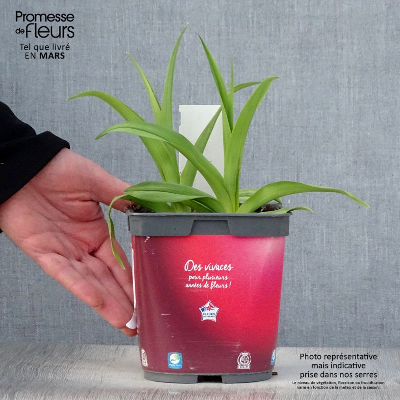 Amostra de Hemerocallis Red Rum Vaso de 2 L/3 L tal como entregue na primavera