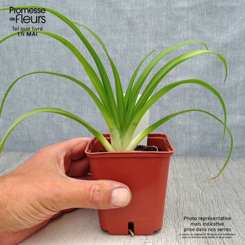 Amostra de Hemerocallis Roswitha Vaso de 8/9 cm tal como entregue na primavera