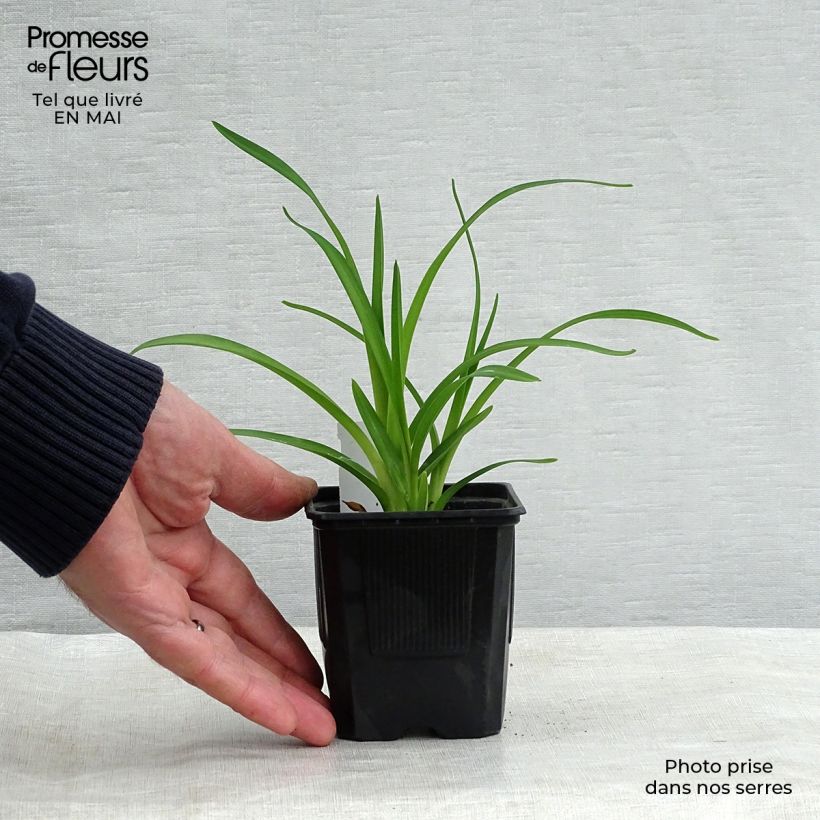 Amostra de Hemerocallis Rosy Returns Vaso de 8/9 cm tal como entregue na primavera