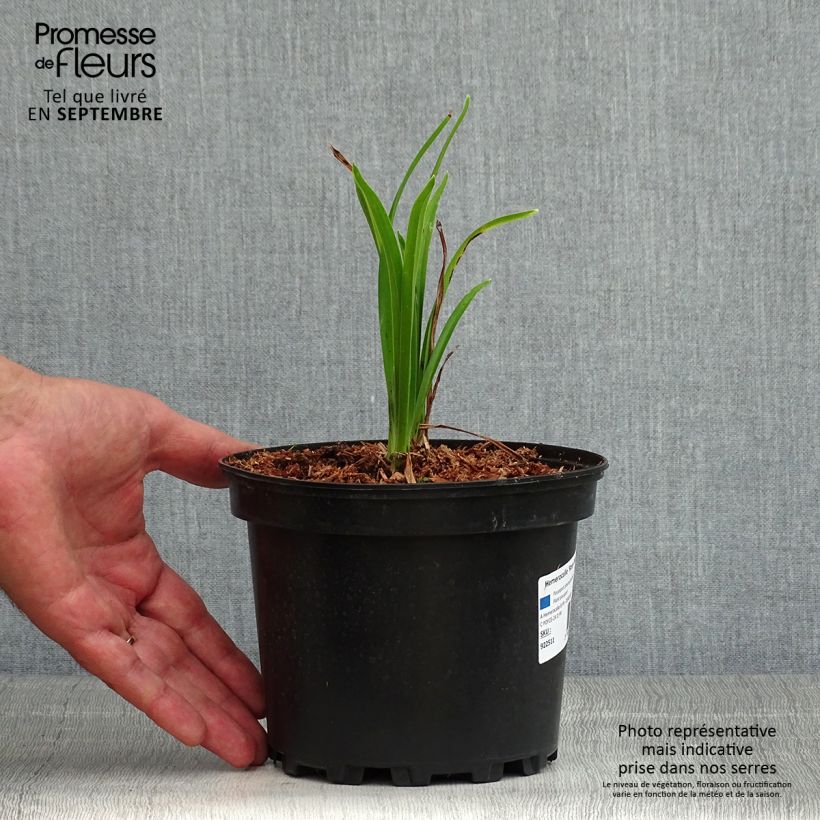 Amostra de Hemerocallis Rosy Returns Vaso de 2 L/3 L tal como entregue no verão