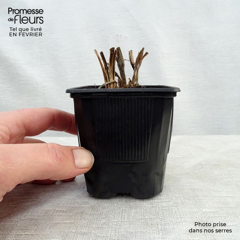 Amostra de Hémérocalle Rosy Returns - Lis d'un jour vieux rose doux à oeil rose soutenu, gorge jaune. Vaso de 8/9 cm tal como entregue no inverno