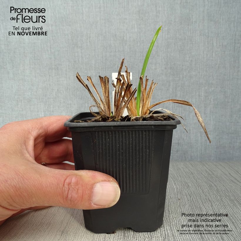 Amostra de Hemerocallis Rosy Returns Vaso de 8/9 cm tal como entregue no outono