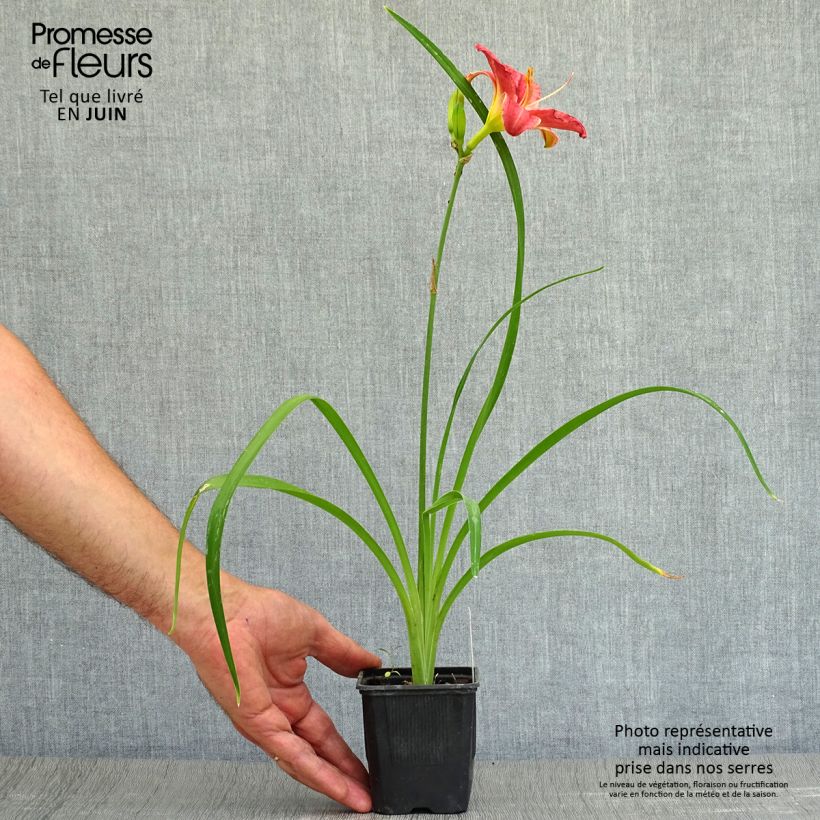 Amostra de Hemerocallis Rosy Returns Vaso de 8/9 cm tal como entregue no verão