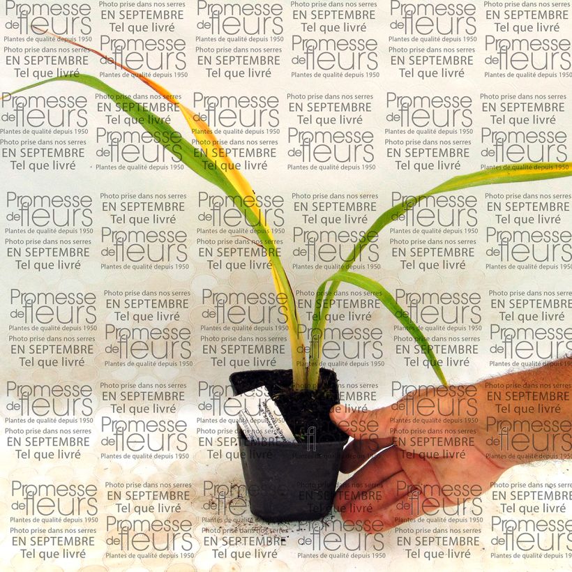 Exemplo de amostra de Hémérocalle Ruby Spider - Lis d'un jour rouge rubis et jaune. Vaso de 8/9 cm tal como entregue