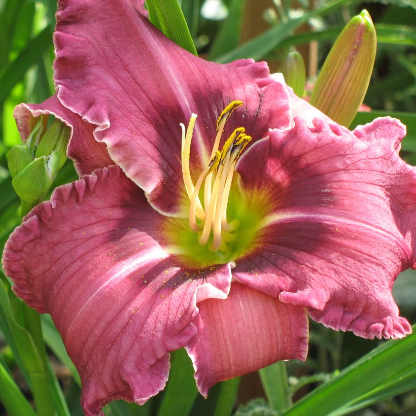Hemerocallis Russian Ragtime (Floração)
