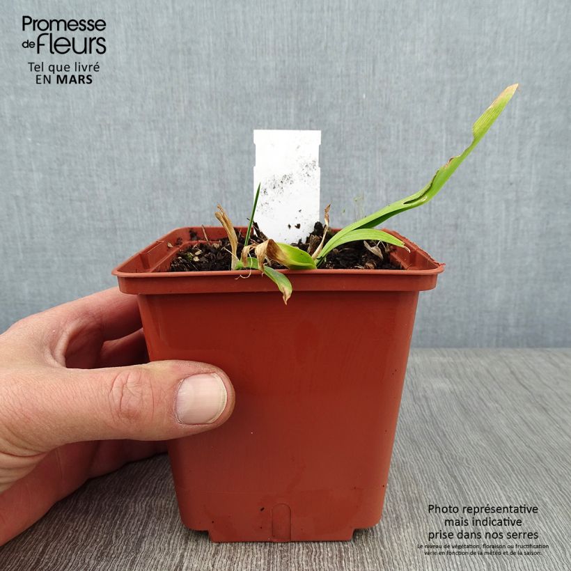 Amostra de Hémérocalle Sabine Baur - Lis d'un jour Vaso de 1 L/1,5 L tal como entregue no inverno