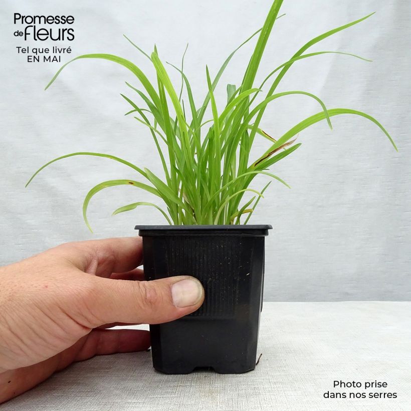 Amostra de Hemerocallis Sammy Russell Vaso de 8/9 cm tal como entregue na primavera