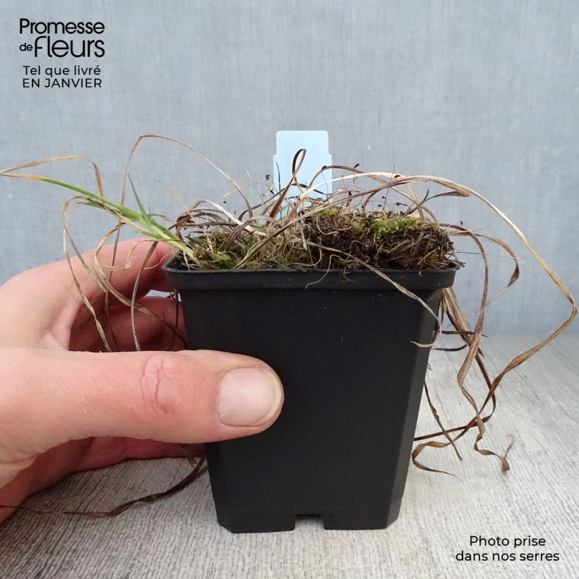 Amostra de Hémérocalle Sammy Russel - Lis d'un jour Vaso de 8/9 cm tal como entregue no inverno