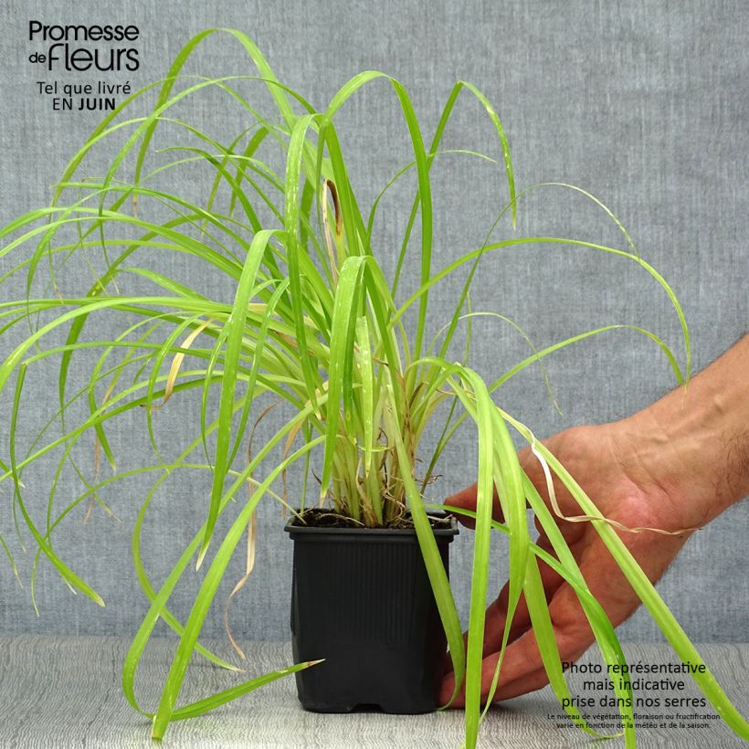 Amostra de Hemerocallis Sammy Russell Vaso de 8/9 cm tal como entregue no verão