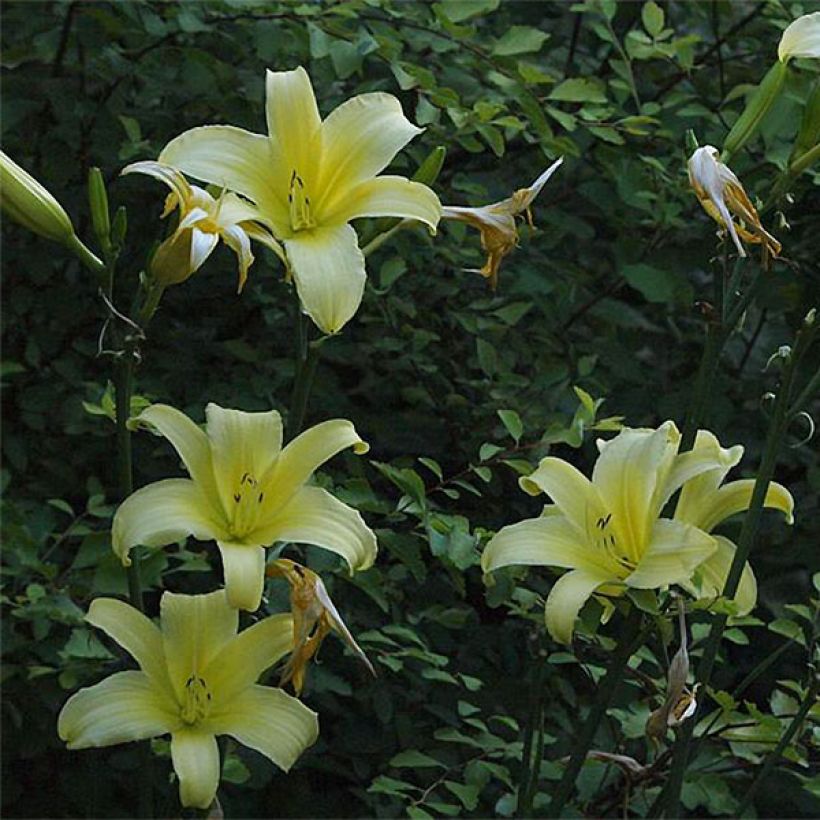 Hemerocallis Shooting Star (Floração)