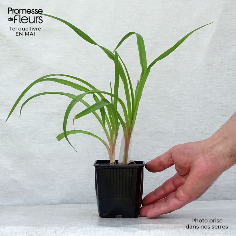 Amostra de Hemerocallis Shooting Star Vaso de 8/9 cm tal como entregue na primavera